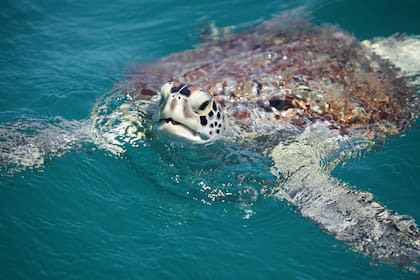 Los expertos explican que cuantas más crías de tortugas salgan juntas, más posibilidades hay de que alguna de ellas llegue al mar