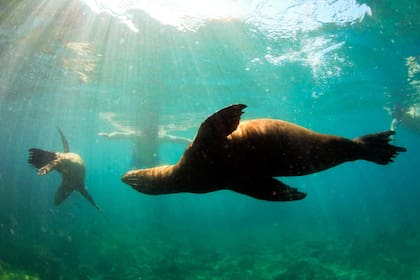 Darwin no solo degustó ejemplares de tortuga gigante de las Islas Galápagos, sino que incluso se llevó una de mascota para Inglaterra