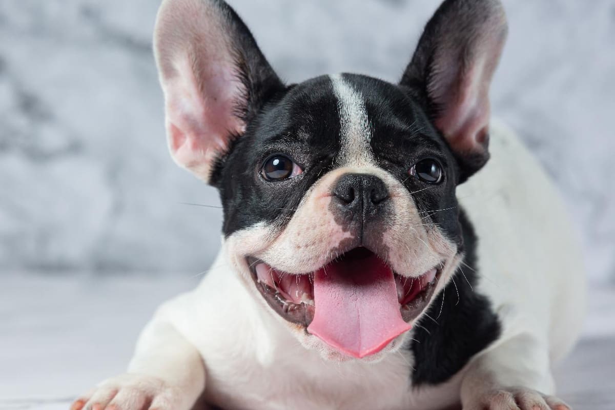 "Tos de la perrera", la enfermedad que los bulldogs franceses que ataca las vías respiratorias