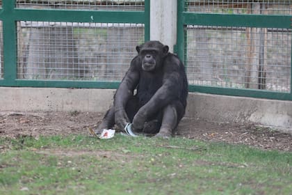 Toti, solo en su recinto del zoológico de Bubalcó