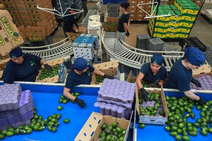 Trabajadoras examinan aguacates en una planta empacadora el miércoles 27 de noviembre de 2024, en Uruapan, México. (AP Foto/Armando Solis)