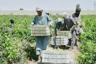 Una abundante cosecha de uvas en Kandahar se amarga por cierres fronterizos con Pakistán