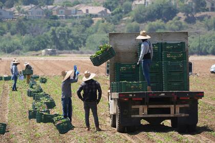 Trabajadores han perdido cerca del 40% del número de empleados, disminuyó desde el inicio de las redadas