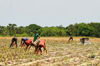¿Pueden prosperar las piñas en el Sahel? Un agricultor de Burkina Faso dice que sí