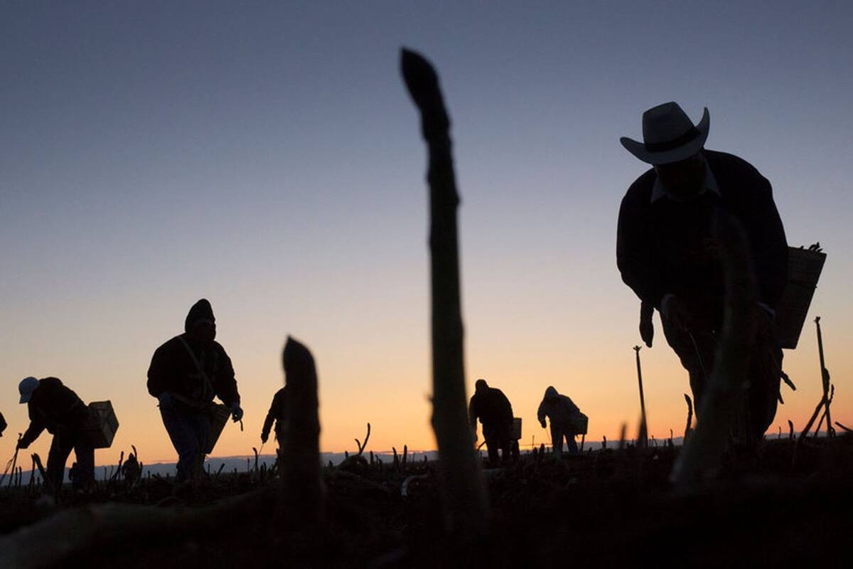 Trabajadores una plantación de cebollas, en California
