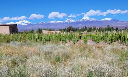 "Trabajamos con corredores biológicos rodeando las viñas y con coberturas vegetales espontáneas dentro de las hileras", contó Andrés Biscaisaque sobre las formas de producir en Finca Los Dragones, en el Valle de Calingasta