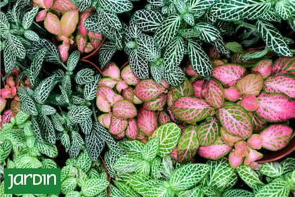 Trabajar con especies de follaje protagónico permite reducir el recambio estacional