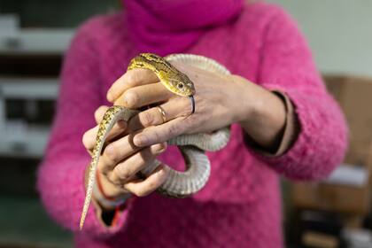 Trabajo con serpientes en Herpetología de la Fundación Miguel Lillo.