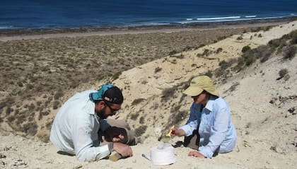 Trabajo de campo sobre cetáceos en Península Valdés.