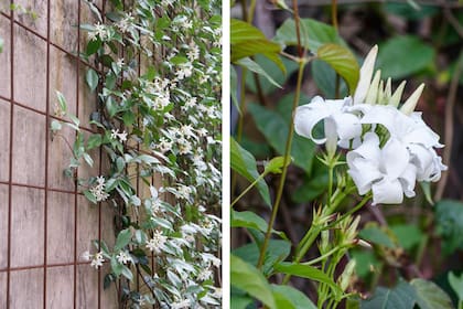 Trachelospermum jasminoides y Mandevilla laxa