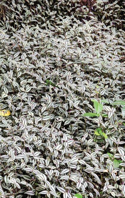 Tradescantia zebrina