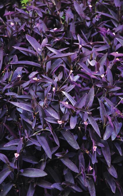 Tradescantia pallida ‘Purpurea’