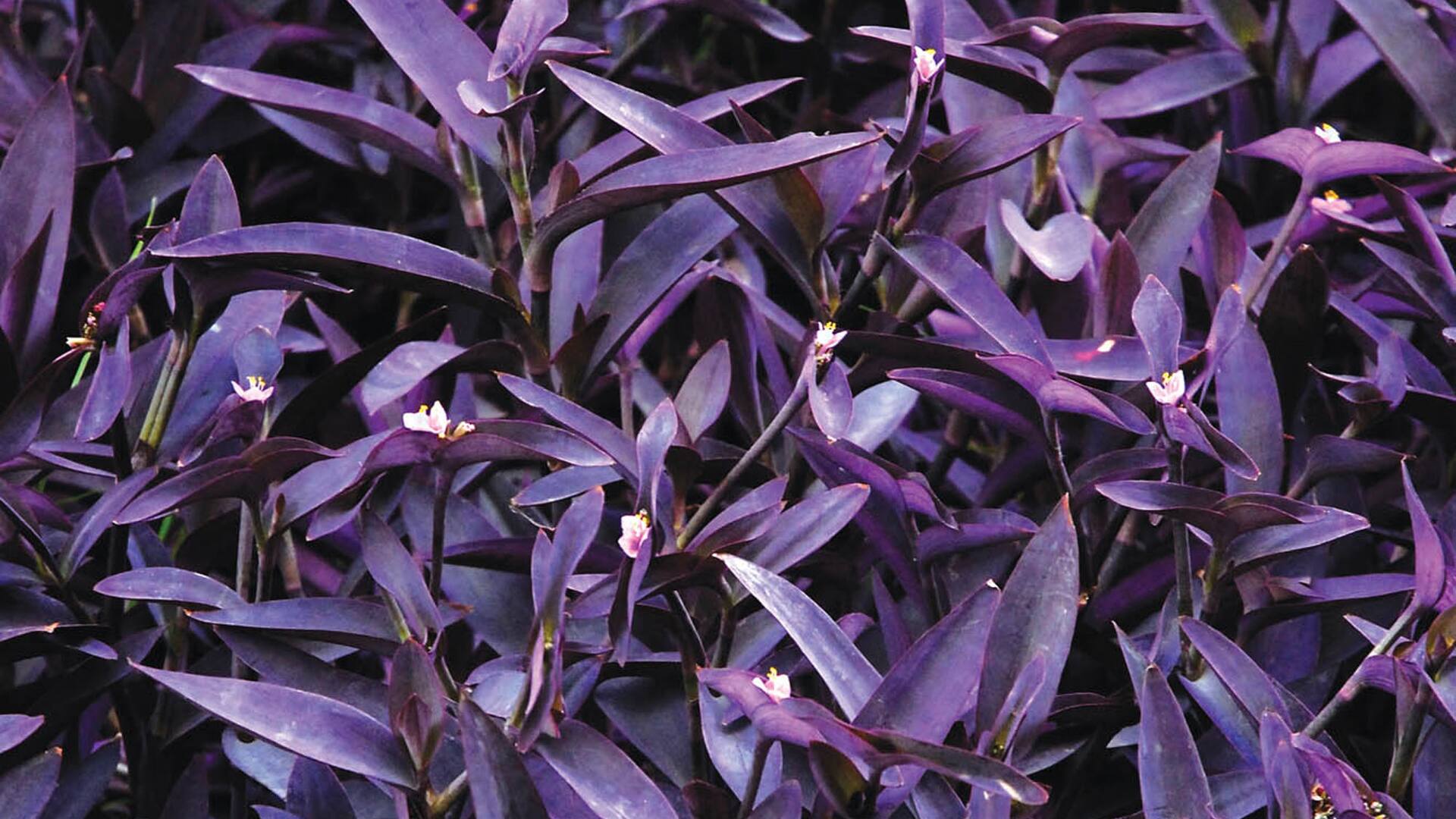 Tradescantia pallida, una especie resistente a todo.