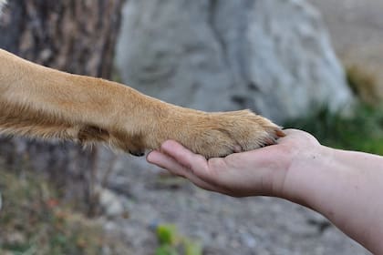 Traer un perro a tu familia, implica un cambio total de dinámica.