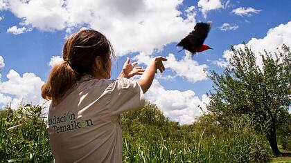 Tras recuperar a las aves, Temaikén procede a su liberación