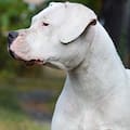 Dos mortales ataques de perros a chicos conmueven a Córdoba