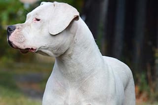 Dos mortales ataques de perros a chicos conmueven a Córdoba