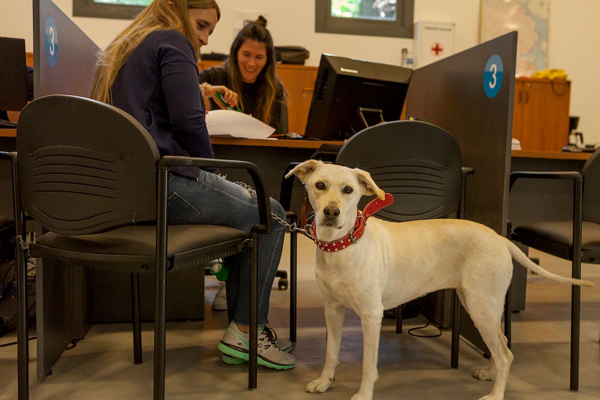 Trámites en la oficina del Senasa