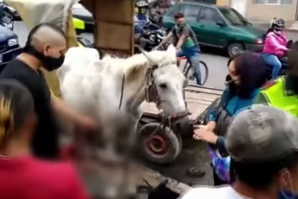 Transeúntes ayudaron en el alumbramiento y acusaron al dueño del animal de maltrato, ya que en su condición no debía traccionar peso