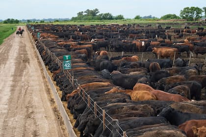 Transformación de grano en carne (AP Photo/Rodrigo Abd)