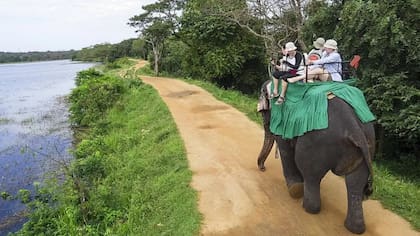 Transportar a turistas es otra fuente de ingreso para los dueños de elefantes