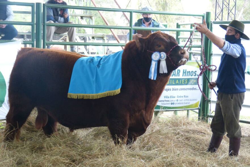 traqueto-el-colorado-angus-que-hizo-un-precio-PNRMWC5Z5JDYPBXSKYMDO5B4PU