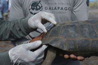 Tras 150 años tortugas gigantes vuelven a recorrer la isla Floreana en Galápagos