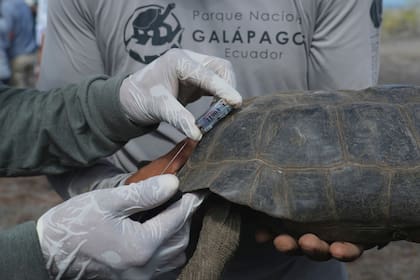 Tras 150 años tortugas gigantes vuelven a recorrer la isla Floreana en Galápagos