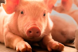 Con un boom, la carne de cerdo argentina proyecta exportar 20.000 toneladas al mundo