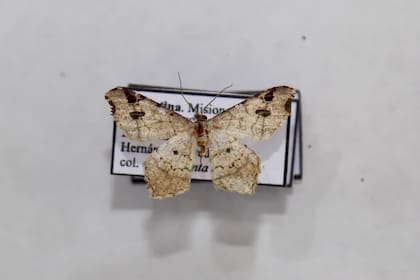 Tras descubrir unas larvas de polilla en el patio de su casa que llamaron su atención, el estudiante de Licenciatura en Genética Hernán Figueredo inició un trabajo con el apoyo del Programa de Investigación Entomología de Misiones (PrEM) y del Instituto de Entomología Miguel Lillo de Tucumán, en la que se descubrió que se trataba de una nueva especie de mariposa nocturna del género "Macaria".