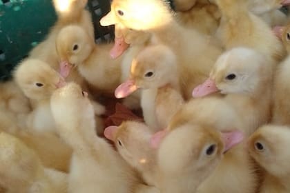 Tras el cierre de la EEA del AMBA, se calcula que habrá alrededor de 70.000 productores en programas de Agricultura Familiar serían afectados con los cambios