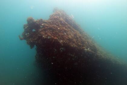 Tras el hallazgo, la mujer de Massachusetts rastreó el destino del barco y se puso en contacto con el santuario