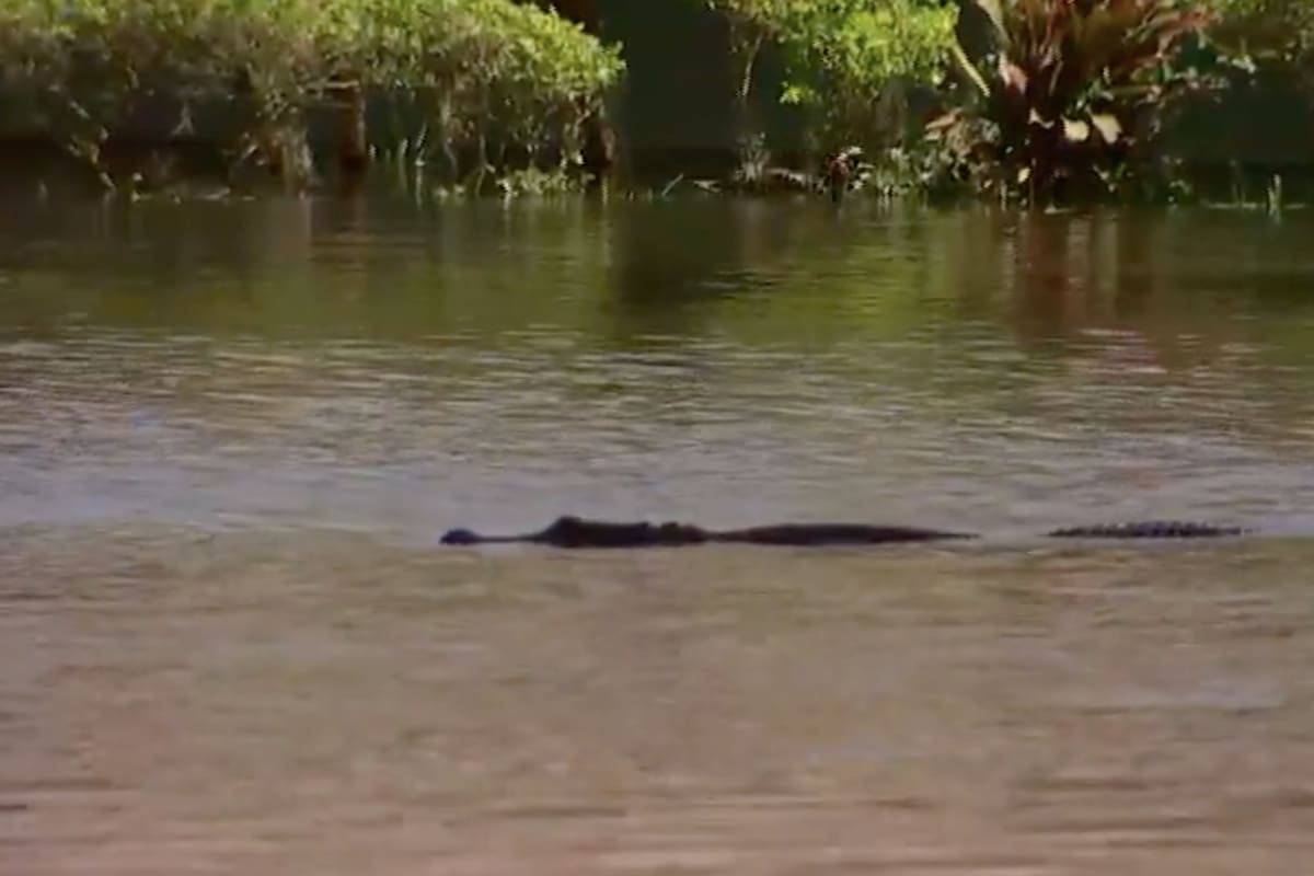 Tras el paso del huracán Ian, algunas comunidades de Florida han visto cocodrilos nadando en las calles