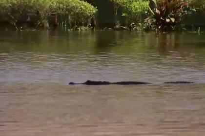 Tras el paso del huracán Ian, algunas comunidades de Florida han visto cocodrilos nadando en las calles