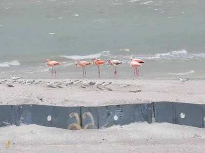 Tras el paso del huracán Idalia, los flamencos hacen una visita sorpresa a Sanibel, una ciudad al sureste de Florida