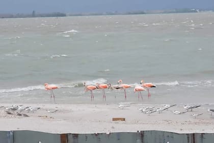 Tras el paso del huracán Idalia, los flamencos hacen una visita sorpresa a Sanibel, una ciudad al sureste de Florida