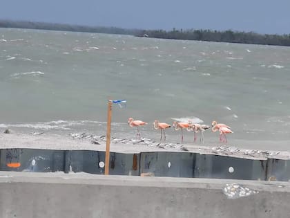 Tras el paso del huracán Idalia, los flamencos hacen una visita sorpresa a Sanibel, una ciudad al sureste de Florida