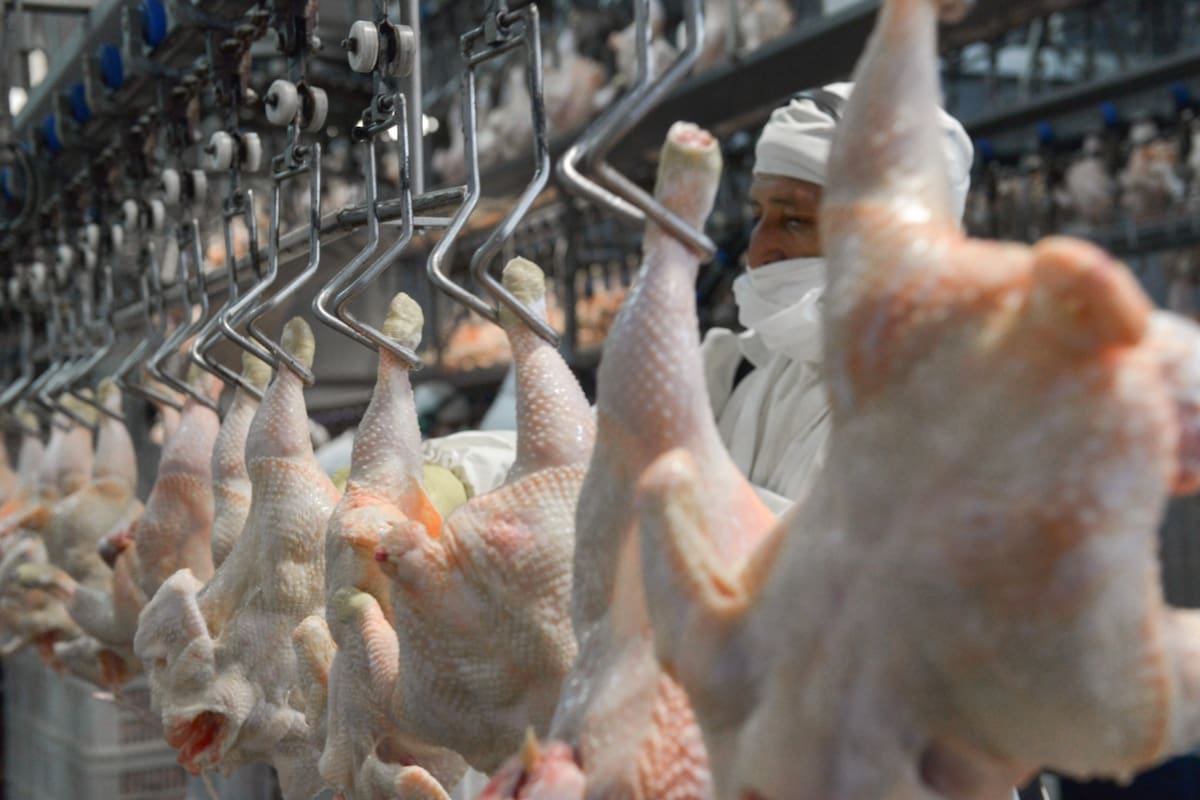 Tras el reconocimiento del estatus sanitario argentino, la Unión Europea volverá a recibir carne aviar desde la Argentina