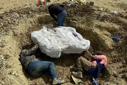 Tras el reporte de Schliesing, expertos del Museo Perot de Naturaleza y Ciencia se unieron rápidamente a la excavación