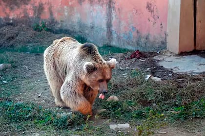 Tras haber vivido en condiciones no aptas en un centro de Paquistán, los dos mamíferos serán reubicados