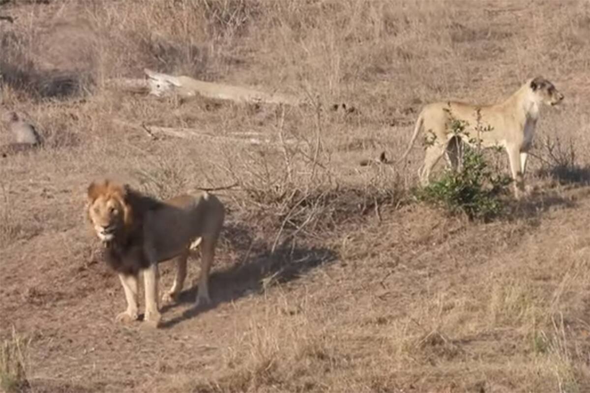 Tras la frustrada cacería, los leones se quedan observando la escena