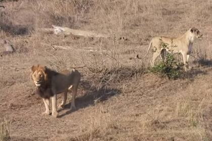 Tras la frustrada cacería, los leones se quedan observando la escena