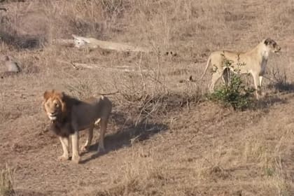 Tras la frustrada cacería, los leones se quedan observando la escena
