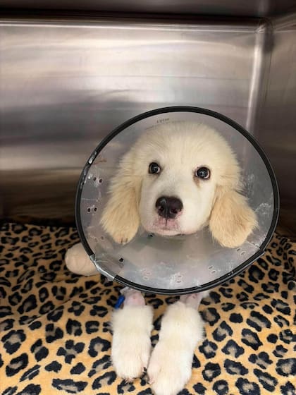 Tras la intervención, Pretzel comenzó su recuperación con tres patas bajo el cuidado del equipo de rescate (Foto: ThisIsHouston)