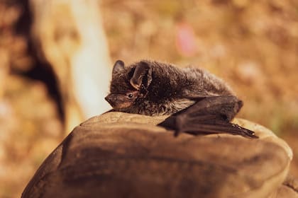 Tras la mordida de un murciélago es necesario aplicar vacunas contra la rabia (Pexels/HitchHike)