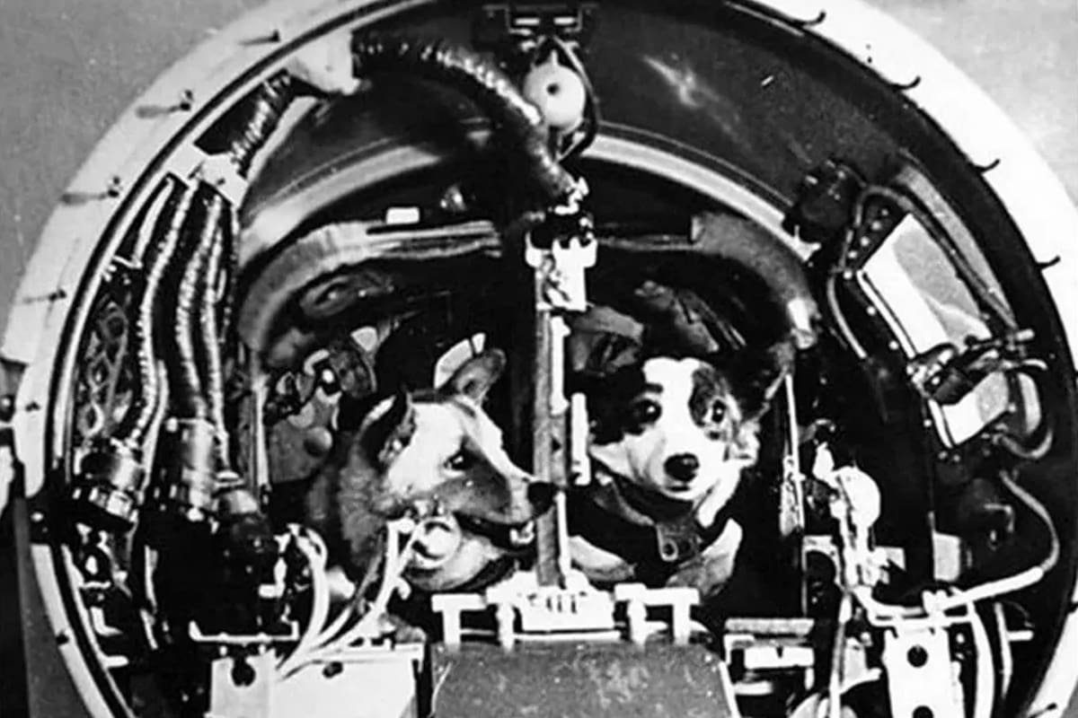 Tras la muerte de Laika en 1957, Strelka y Belka, fueron las primeras perras soviéticas que sobrevivieron a un vuelo espacial, en 1960
