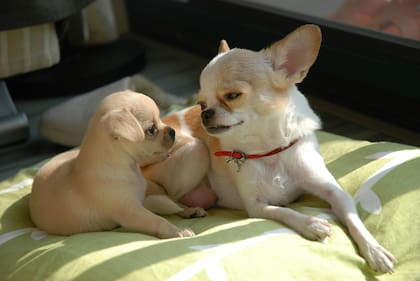 Tras la vacunación de un cachorro es importante mantenerlo aislado de otros perros (Imagen ilustrativa)