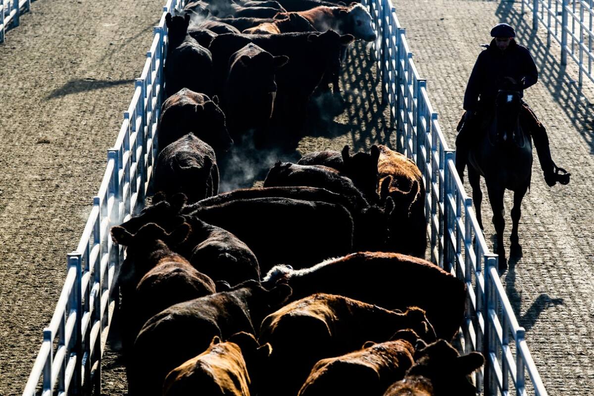 Tras las lluvias hay un nuevo escenario ganadero