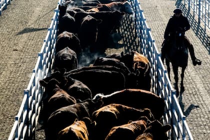 Tras las lluvias hay un nuevo escenario ganadero