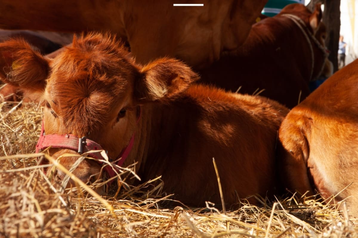 Tras los reclamos de la Argentina por el cierre de un mercado sin motivo sanitario se logró modificar la norma que prohibía la importación de embriones provenientes de zonas con vacunación contra la aftosa